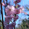 Prunus 'Accolade' (Flowering Cherry) POTTED