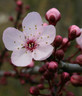 Prunus cerasifera 'Nigra' 10/12cm (70L)