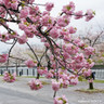 Prunus serrulata 'Kanzan' 10/12cm (45L)