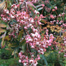 Sorbus arnoldiana 'Kirsten Pink' 10/12cm (45L)