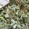 Eucalyptus gunnii 'France bleu'  (7.5ltr)