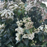 Viburnum tinus 'Eve Price' 3/4 standard