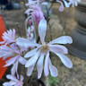 Magnolia loeberni 'Leonard Messel'