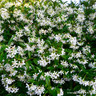 Trachelospermum jasminoides (Star Jasmine) 150cm on cane (3L)