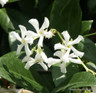 Trachelospermum jasminoides (Star Jasmine) 150cm on cane (3L)