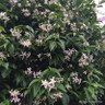 Trachelospermum jasminoides (Star Jasmine) 200cm on cane (7L)