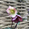 Hellebores (Rodney Davies group) 3L Hellebores (Rodney Davies group) 3L