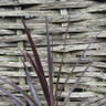 Red Cordyline (Cabbage Palm)