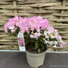 Rhododendron 'Pintail' 3L