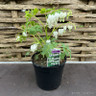 Dicentra spectabilis 'Alba' (Bleeding heart)