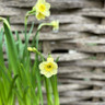 Narcissi 'Minnow'