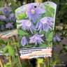 Clematis macropetala Maidwell Hall 2L