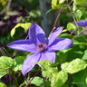 Clematis 'Elsa Spath' 2L