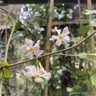 Trachelospermum 'Pink Showers' 125-150cm (7.5L)