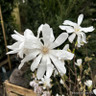 Magnolia stellata (5L)