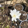 Magnolia stellata 'Royal Star' 3L