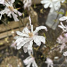 Magnolia stellata rosea (12L)