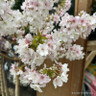 Prunus niponica 'Brilliant' 80cm stem (5L)
