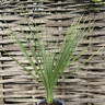 Green cordyline SPECIAL