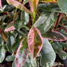 Photinia x fraseri 'Louise' 100-125cm (45L)