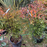 Nandina domestica (Heavenly Bamboo) 100-125cm (25L)