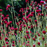 Cirsium 'Atropurpureum'  2L