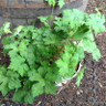 Geranium 'Rainbow' 2L