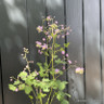 Thalictrum Delavayi 4L