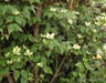 Cornus kousa chinensis 4L