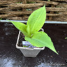 Hosta 'Sum and Substance' 1ltr pot