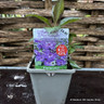 Phlox paniculata 'Mardi Gras' 1ltr pot
