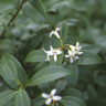 Osmanthus burkwoodii 5L