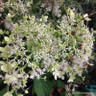 Hydrangea arborescens 'Grandiflora' (10L)