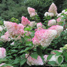 Hydrangea pan. 'Vanille Fraise' (7.5L)