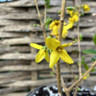 Forsythia 'Goldraush' 5L