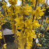 Forsythia 'Goldraush' 50-60cm (10L)