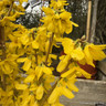 Forsythia 'Goldraush' 50-60cm (10L)