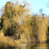 Salix sepulcralis 'Chrysocoma' 200/250cm (10L)
