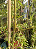 Salix sepulcralis 'Chrysocoma' 200/250cm (10L)