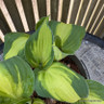 Hosta 'Color Festival' 2L