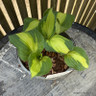 Hosta 'Color Festival' 2L