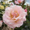 Compassion - Climbing Rose