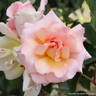 Compassion - Climbing Rose