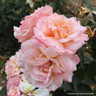 Compassion - Climbing Rose