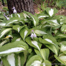 Hosta 'Night Before Christmas' 2L