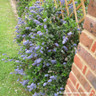 Ceanothus repens pyramid (2L)