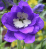 Delphinium Mix