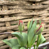 Tulip frilly