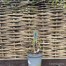 Corylus avellana 'Contorta' (Corkscrew Hazel) 3L