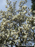 Magnolia soulangeana 'Alba Superba' 200-250cm multistem